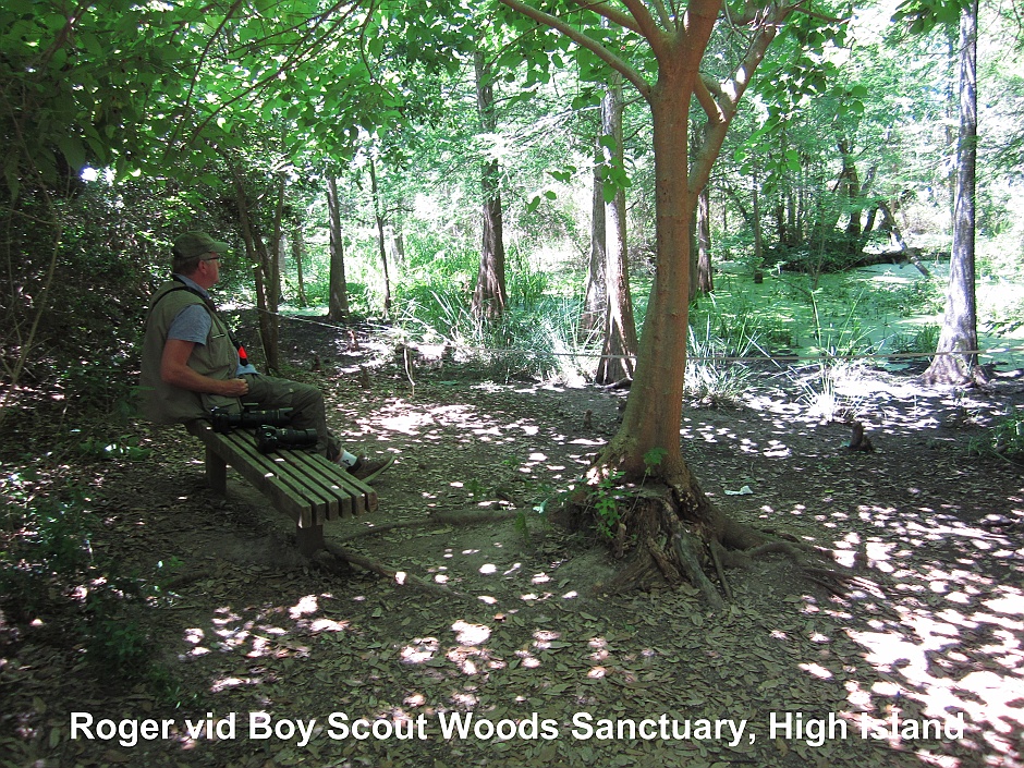 Boy Scout Woods Bird Sanctuary, High Island
